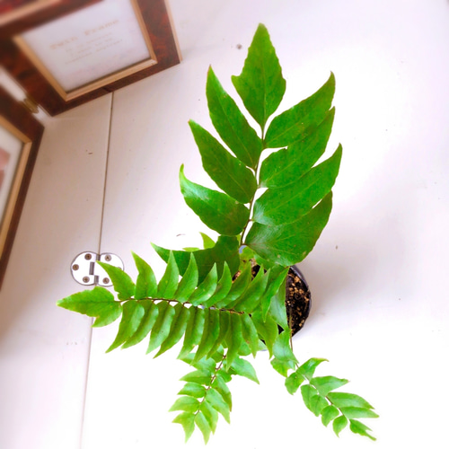 オニヤブソテツ オニヤブソテツ - 植物図鑑 - エバーグリーン