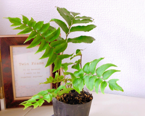 df75183930ed3ae772942d287d64a3