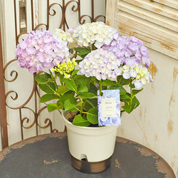 花鉢 西洋アジサイ スプラッシュ 5号ポット あじさい 丈夫 育てやすい 珍しい 絞り柄 庭 花壇 5枚目の画像