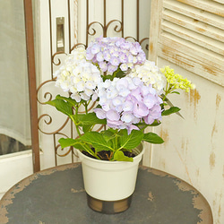 花鉢 西洋アジサイ スプラッシュ 5号ポット あじさい 丈夫 育てやすい 珍しい 絞り柄 庭 花壇 4枚目の画像