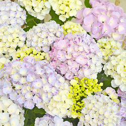花鉢 西洋アジサイ スプラッシュ 5号ポット あじさい 丈夫 育てやすい 珍しい 絞り柄 庭 花壇 1枚目の画像