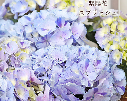 52bedc5d87079abbd4cc4bcf225b8d