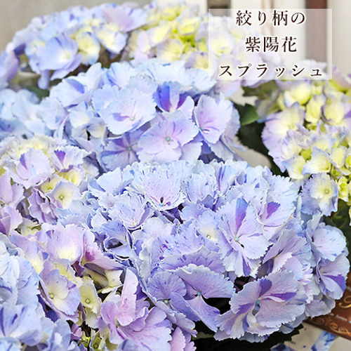 訳あり値引き 鉢花 西洋アジサイ スプラッシュブルー 5号