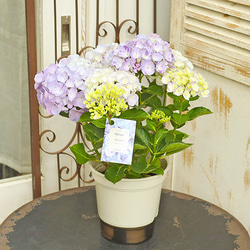 花鉢 西洋アジサイ スプラッシュ 5号ポット あじさい 丈夫 育てやすい 珍しい 絞り柄 庭 花壇 3枚目の画像