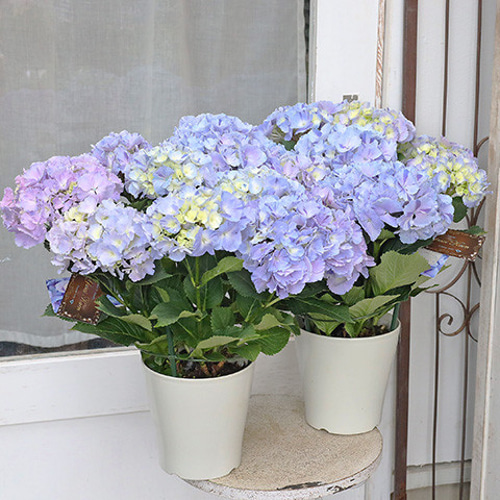 訳あり値引き 鉢花 西洋アジサイ スプラッシュブルー 5号 マーブル