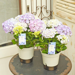 花鉢 西洋アジサイ スプラッシュ 5号ポット あじさい 丈夫 育てやすい 珍しい 絞り柄 庭 花壇 2枚目の画像