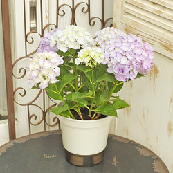 花鉢 西洋アジサイ スプラッシュ 5号ポット あじさい 丈夫 育てやすい 珍しい 絞り柄 庭 花壇 6枚目の画像