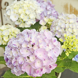 花鉢 西洋アジサイ スプラッシュ 5号ポット あじさい 丈夫 育てやすい 珍しい 絞り柄 庭 花壇 7枚目の画像