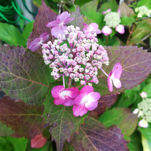 ヤマアジサイ【タフスタッフ1苗】二期咲き性があり長く楽しめる画期的