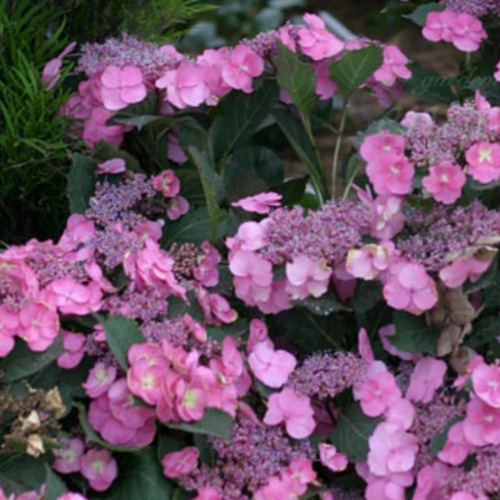 ヤマアジサイ【タフスタッフ1苗】二期咲き性があり長く楽しめる画期的