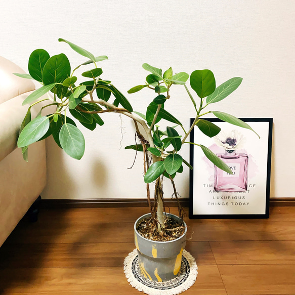 ［現品］フィカス　ベンガレンシス　6号　鉢受け皿付　観葉植物　室内　ゴムの木 1枚目の画像