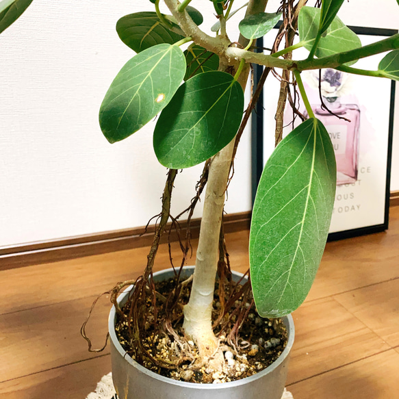 ［現品］フィカス　ベンガレンシス　6号　鉢受け皿付　観葉植物　室内　ゴムの木 8枚目の画像