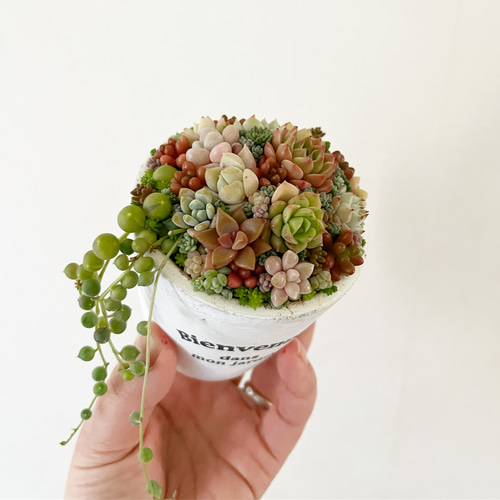 多肉植物 寄せ植え 木箱 ステンシル ロメオhyb グリーンネックレス 多肉植物 寄せ植え 木箱 ステンシル ロメオhyb グリーンネックレス