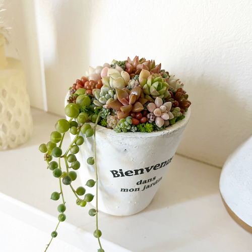 多肉植物 寄せ植え 木箱 ステンシル ロメオhyb グリーンネックレス