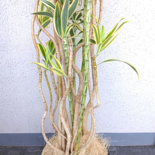 希少観葉植物　インディアナ　 インディアナ(ソングオブインディア)