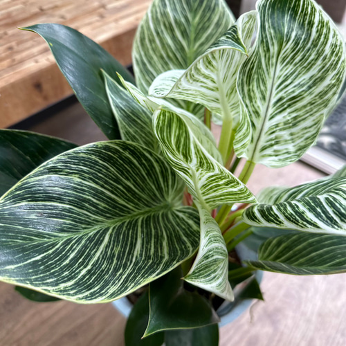 観葉植物】フィロデンドロン バーキン 6号 501 送料無料 その他