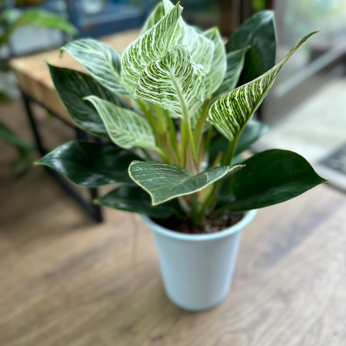 観葉植物】フィロデンドロン バーキン 6号 501 送料無料 その他