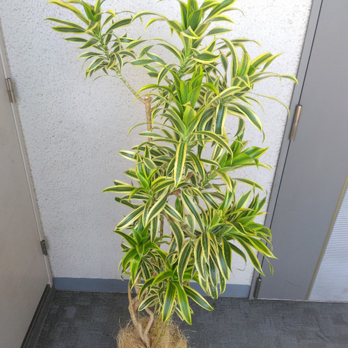 K2 シンチ レアカラー Lサイズ