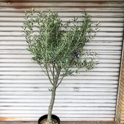 ④　オリーブの木souju『シプレッシーノ』7号　最高等級 創樹 Olive オリーブの木 7号 セメント鉢 SOUJU Cipressino