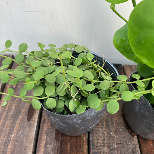 ソフトパープル ディスキディア 3種類セット | alamiah.edu.sa