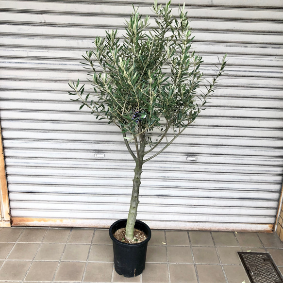 オリーブの木 チプレッシーノ SOUJU 8号鉢植え オリーブの木 チプレッシーノ SOUJU 8号鉢植え オリーブの木