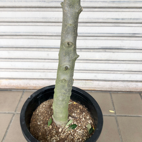 オリーブ　SOUJU シプレッチーノ① 現品 極太株 オリーブの木 オリーブ souju シプレッシーノ