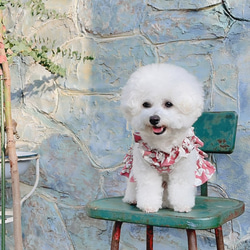 犬服・花柄ワンピース型ののハーネス 1枚目の画像