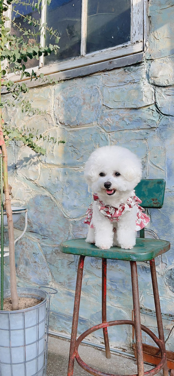 犬服・花柄ワンピース型ののハーネス 1枚目の画像
