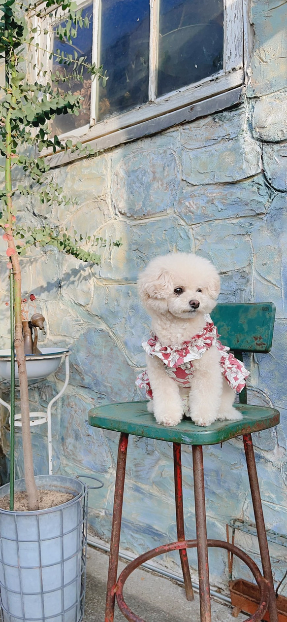 犬服・花柄ワンピース型ののハーネス 2枚目の画像