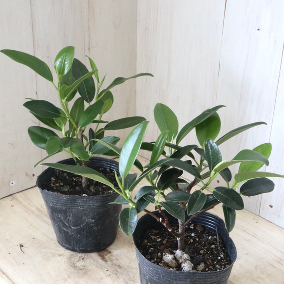 フランスゴムの木♡フィカス♡ルビギノーサ♡観葉植物♡ アート
