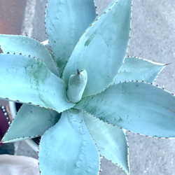 アガベ チタノタ ホワイトアイス 大株 多肉植物 キコリ 通販 12628161