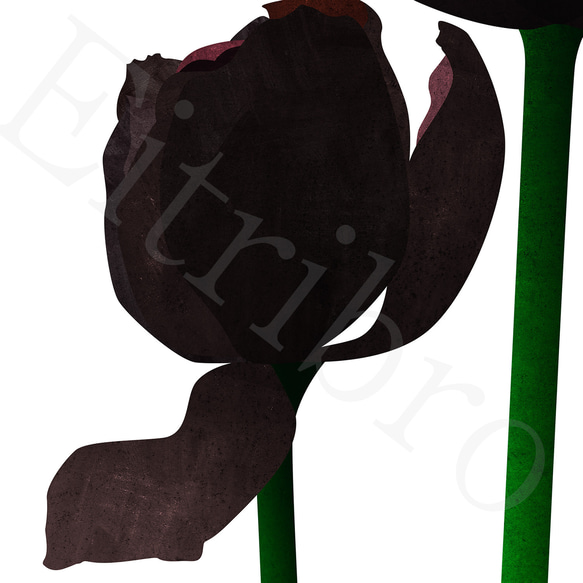 アートポスター/  Tulip : black　おしゃれインテリア・北欧、モノトーン好きの方に☆ 6枚目の画像