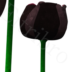 アートポスター/  Tulip : black　おしゃれインテリア・北欧、モノトーン好きの方に☆ 7枚目の画像