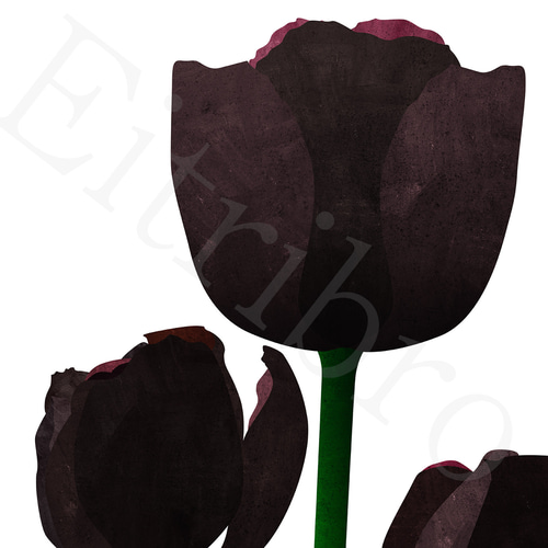 アートポスター/ Tulip : black おしゃれインテリア・北欧
