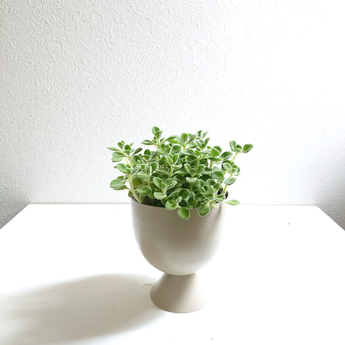 ○数量限定○新作○ 虫よけ ”アロマティカス スチールcup鉢カバー  