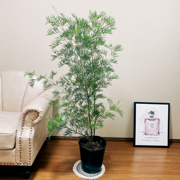 在庫］グレビレア ピーチアンドクリーム 観葉植物 大型 屋外 オージー