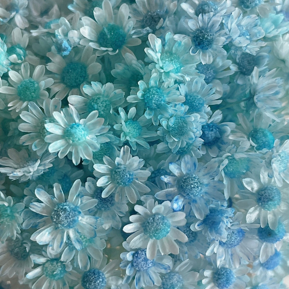 カラフル スターフィッシュ ミニヒトデ レジン ハーバリウム 【公式通販】