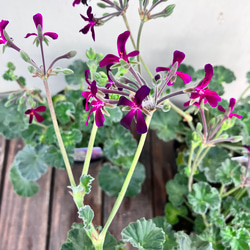カラージルコニウムが素敵！ 花 BELOVED シルバー/マルチ Scindapsus Tricolor Silver Platinum キラキラと光る輝き