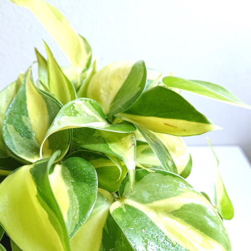 ○数量限定○新作○ 希少 ”オキシカルジューム ブラジル（斑入り）鉢