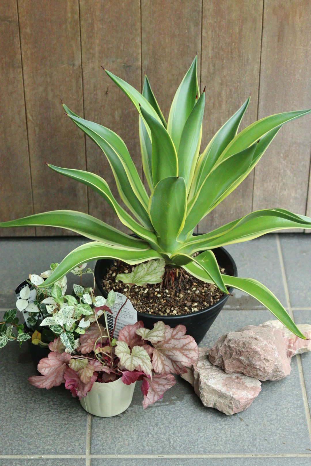 おトク】 アガベベネズエラが主役❤︎夏のちょこっとガーデンセット