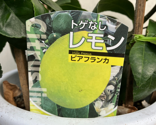 棘なしレモン＊ビアフランカ＊四季咲き＊大人気＊柑橘＊ガーデニング