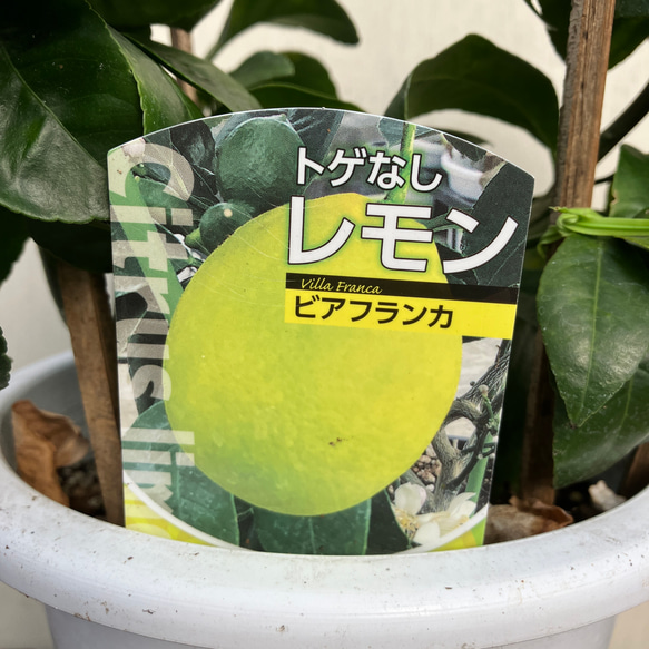 ozekiさま専用 トゲなしレモン ビアフランカ レモンの木 ビアフランカ 約1.7m 特大株苗木 トゲなし檸檬の木