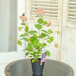 値下げセール鉢花 アジサイ ピンクアナベル 3.5号 人気 丈夫 育てやすい 母の日 プレゼント アメリカアジサイ 2枚目の画像