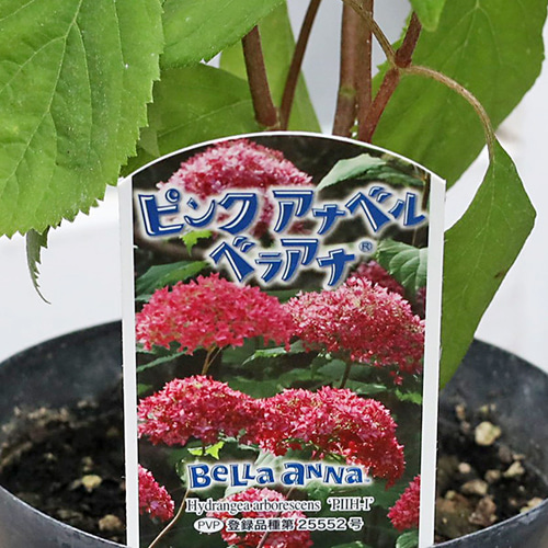 紫陽花 苗　ルーリーとピンクアナベル　大苗２種類　開花株 楽天市場】【屋外管理苗】アナベル ピンクのアナベル2（ミディ