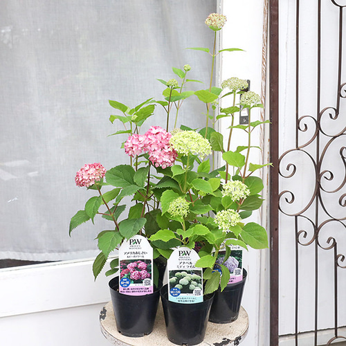 ピンクのアナベル 抜き苗⑩ ピンクピンクッション 紫陽花幼苗 アジサイ