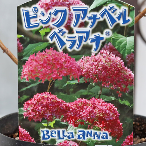 花苗 アジサイ ピンク アナベル ベラアナ 3.5号 紫陽花 あじさい