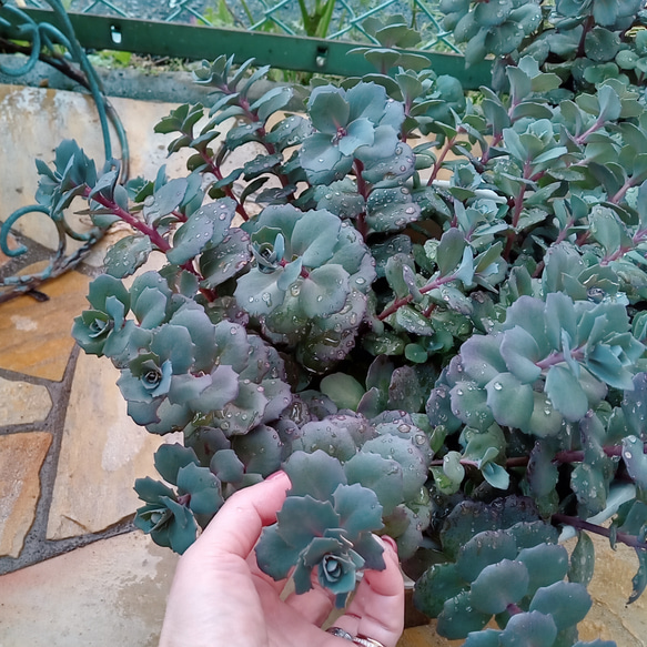 カラスミセバヤ 多肉植物 ☆にゃんこ姫 通販 15974809｜Creema(クリーマ)