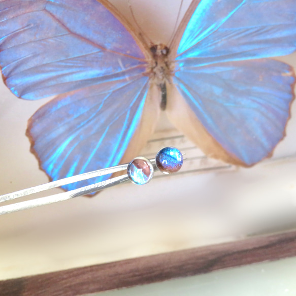 モルフォ蝶のプチピアス【ブルーブラウン】／本物の蝶の羽根／316L 4枚目の画像