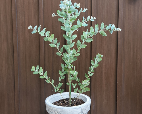 可愛い♪パールアカシア テラコッタ鉢植え ミモザ苗オージー