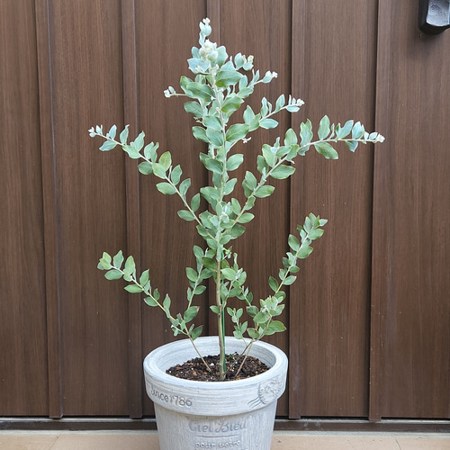 パールアカシア テラコッタ鉢植え 苗 ミモザ オージープランツ